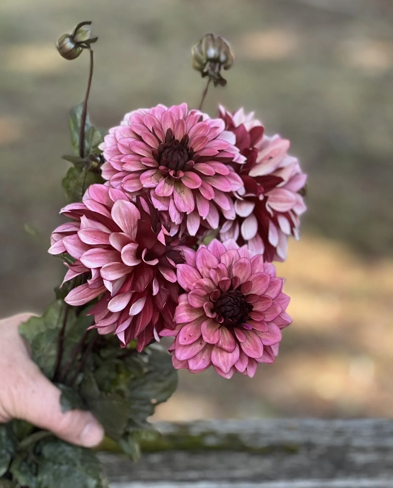 Night Silence Dahlia