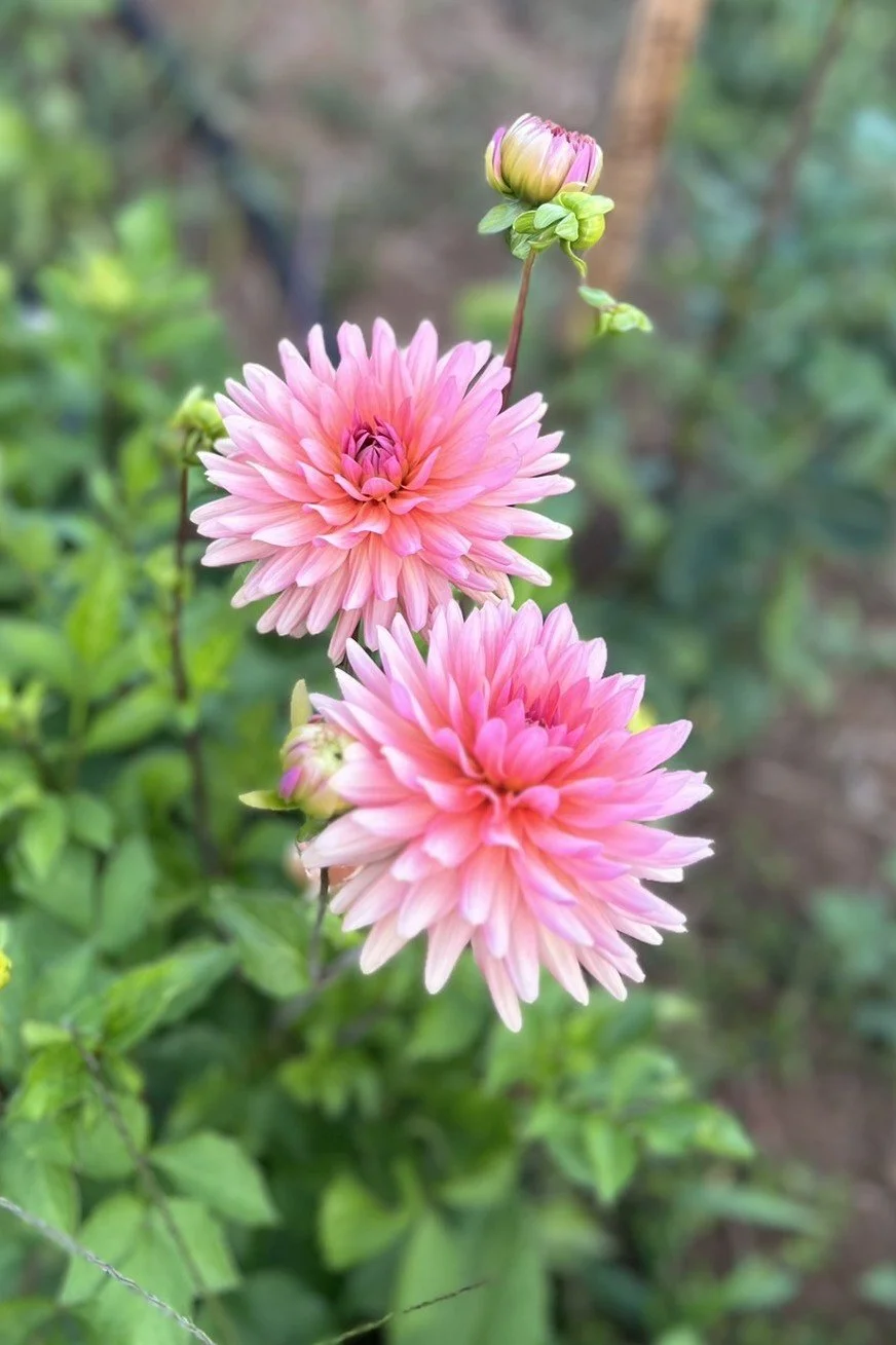 Touche Dahlia