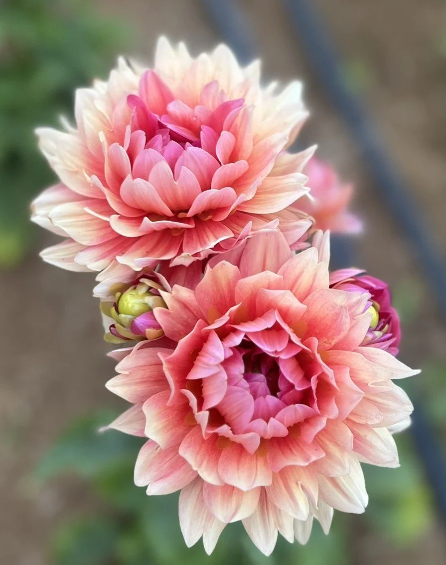 Berliner Kleene Dahlia