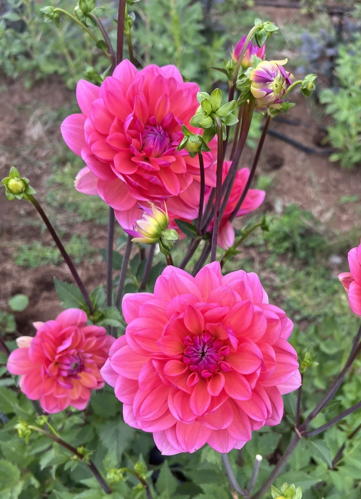 Great Silence Dahlia