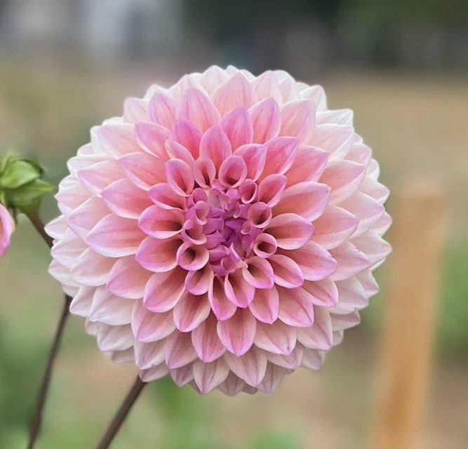 Castle Drive Dahlia