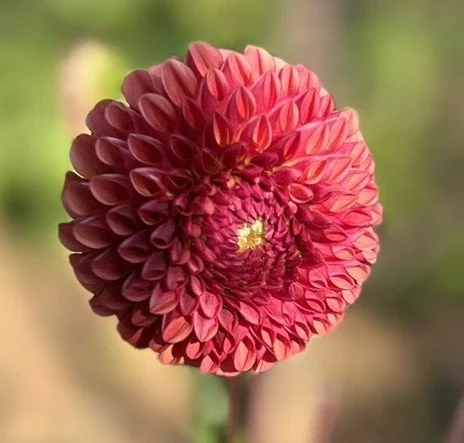 Copper Boy Dahlia
