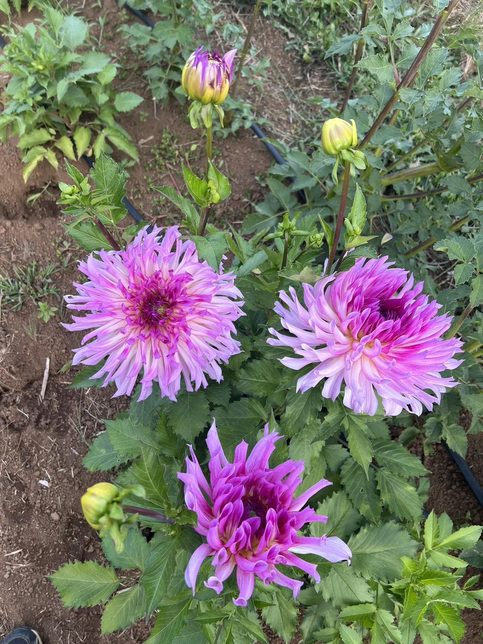 Torsade Dahlia
