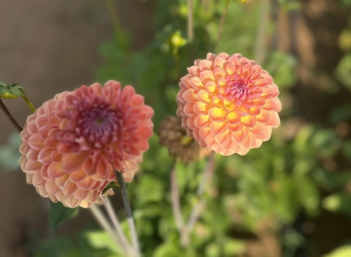 Orange Breeze Dahlia