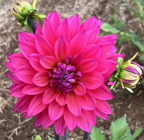 Feline Yvonne Dahlia