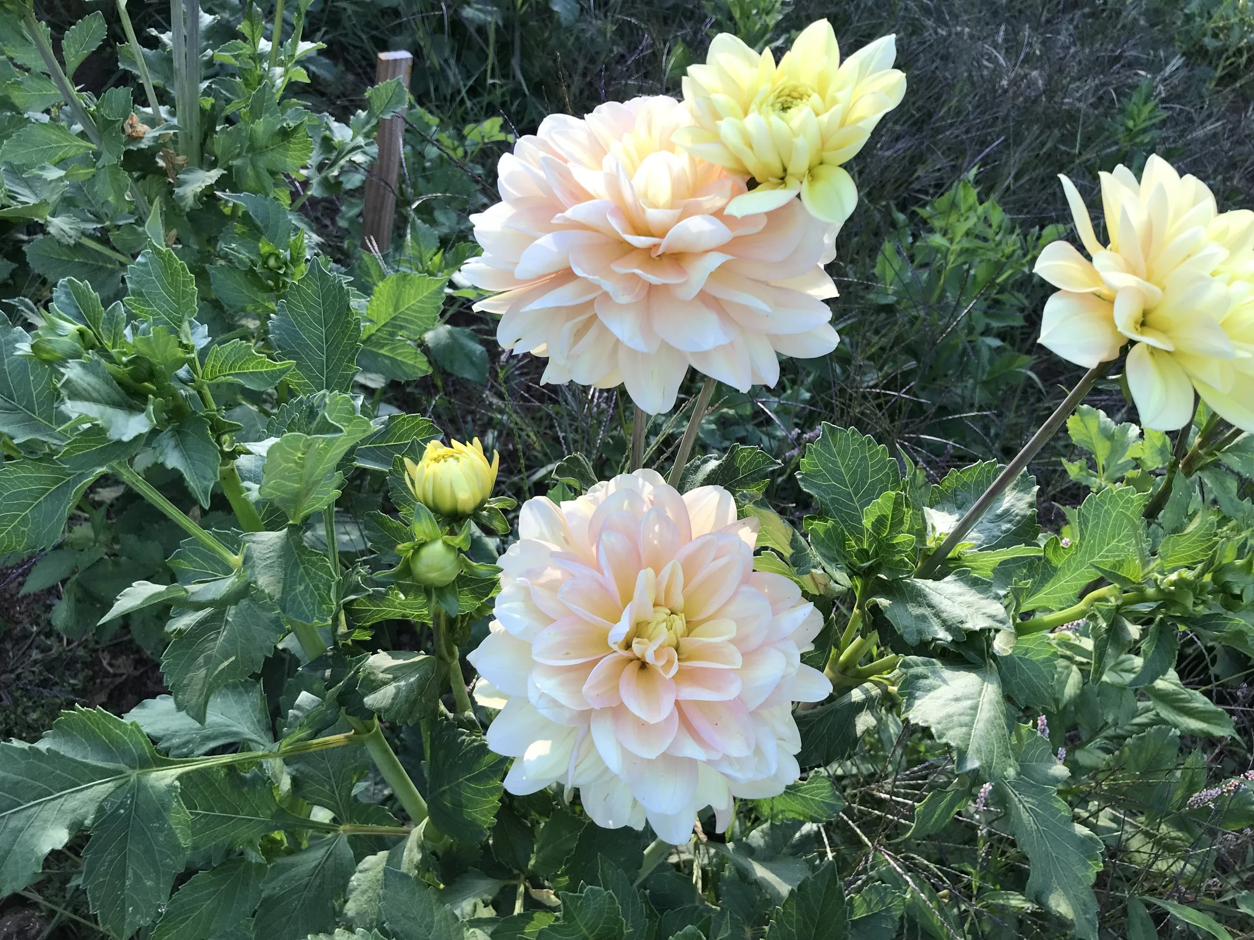 Day Dreamer Dahlia — The Redwood Alley Farm