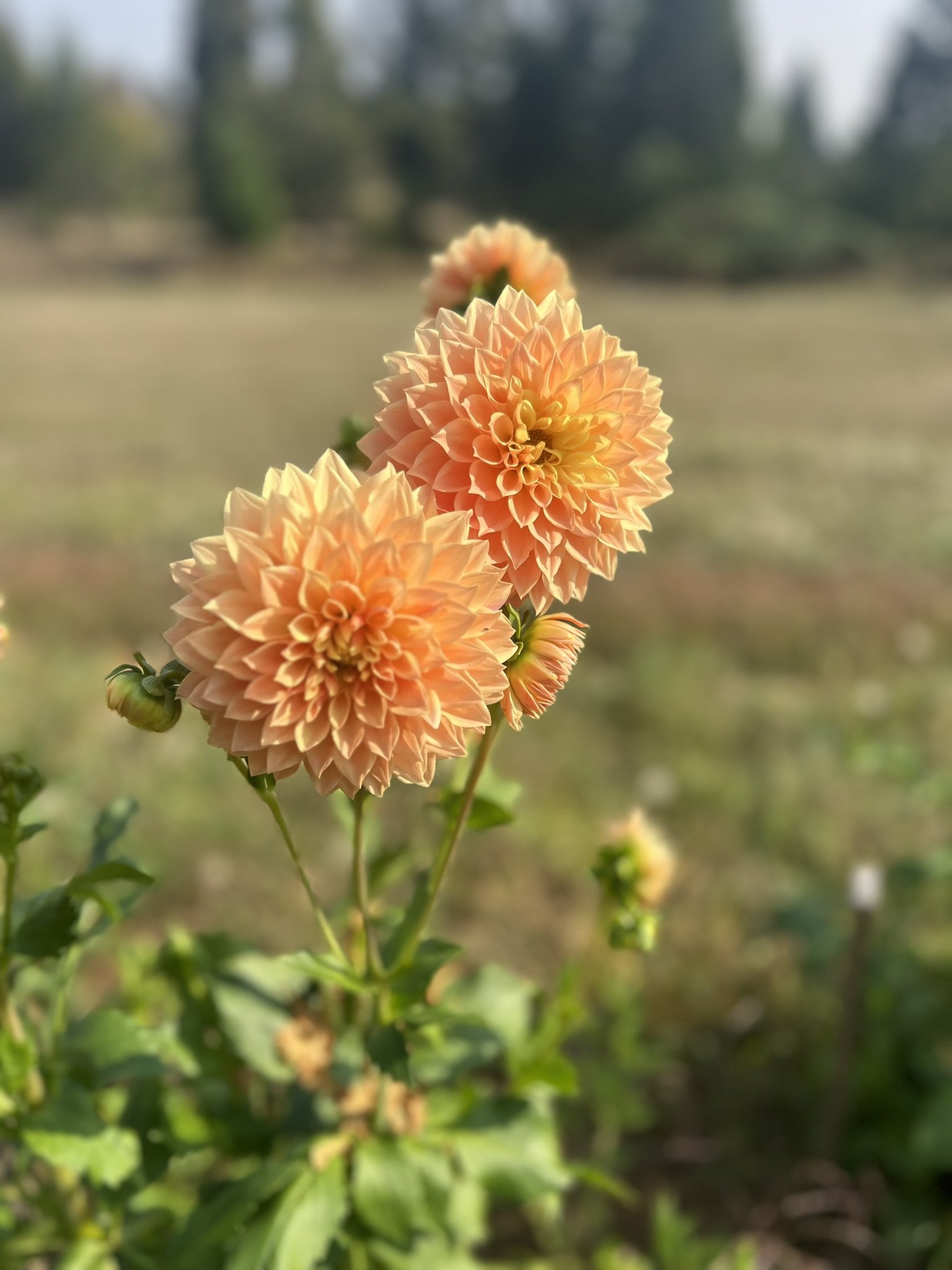 Hamilton Lillian Dahlia