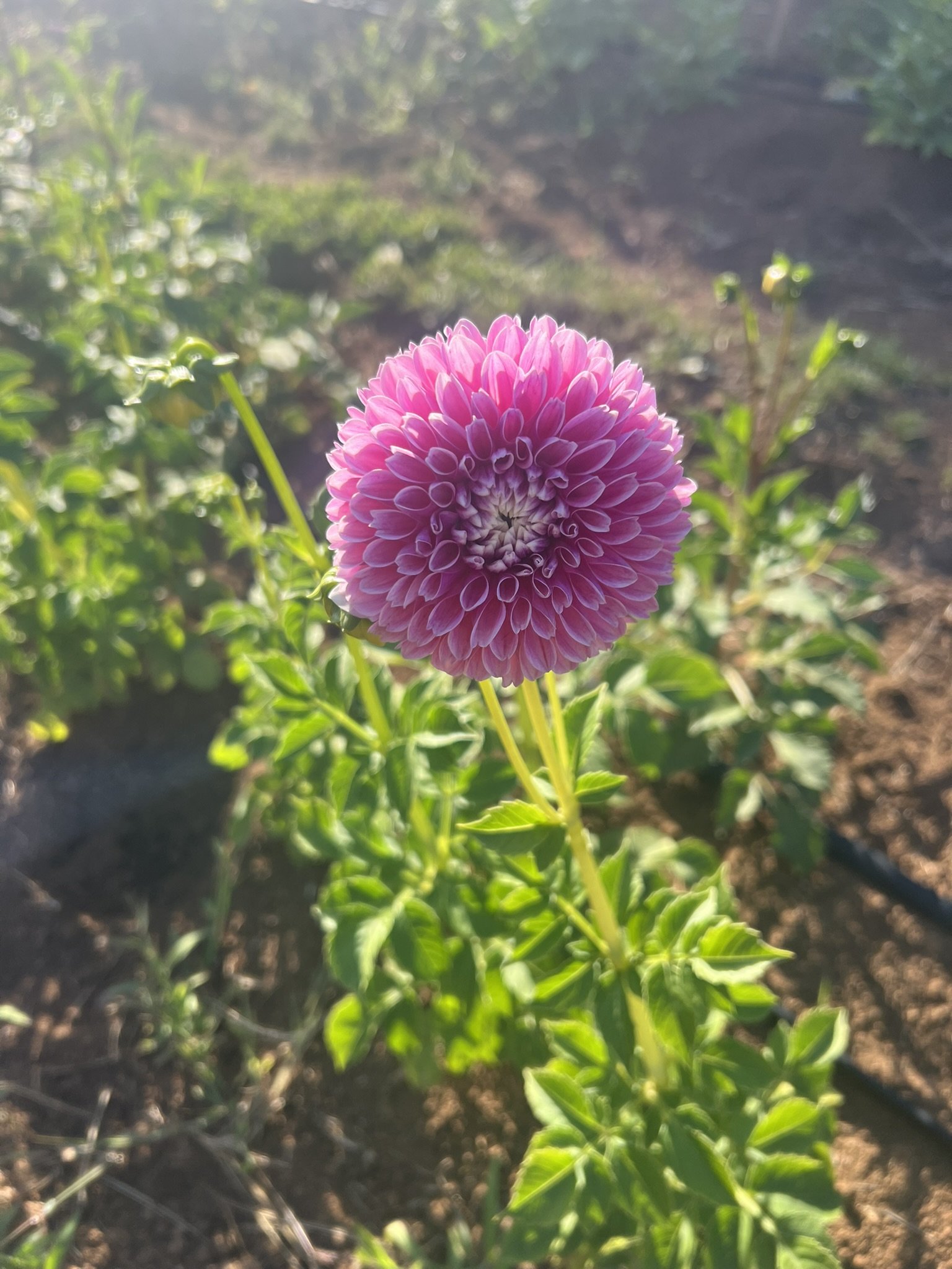 Marshmallow Baby Dahlia