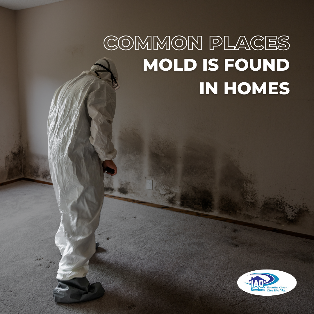 Mold Remediation in New Orleans: Improving Indoor Air Quality at Home