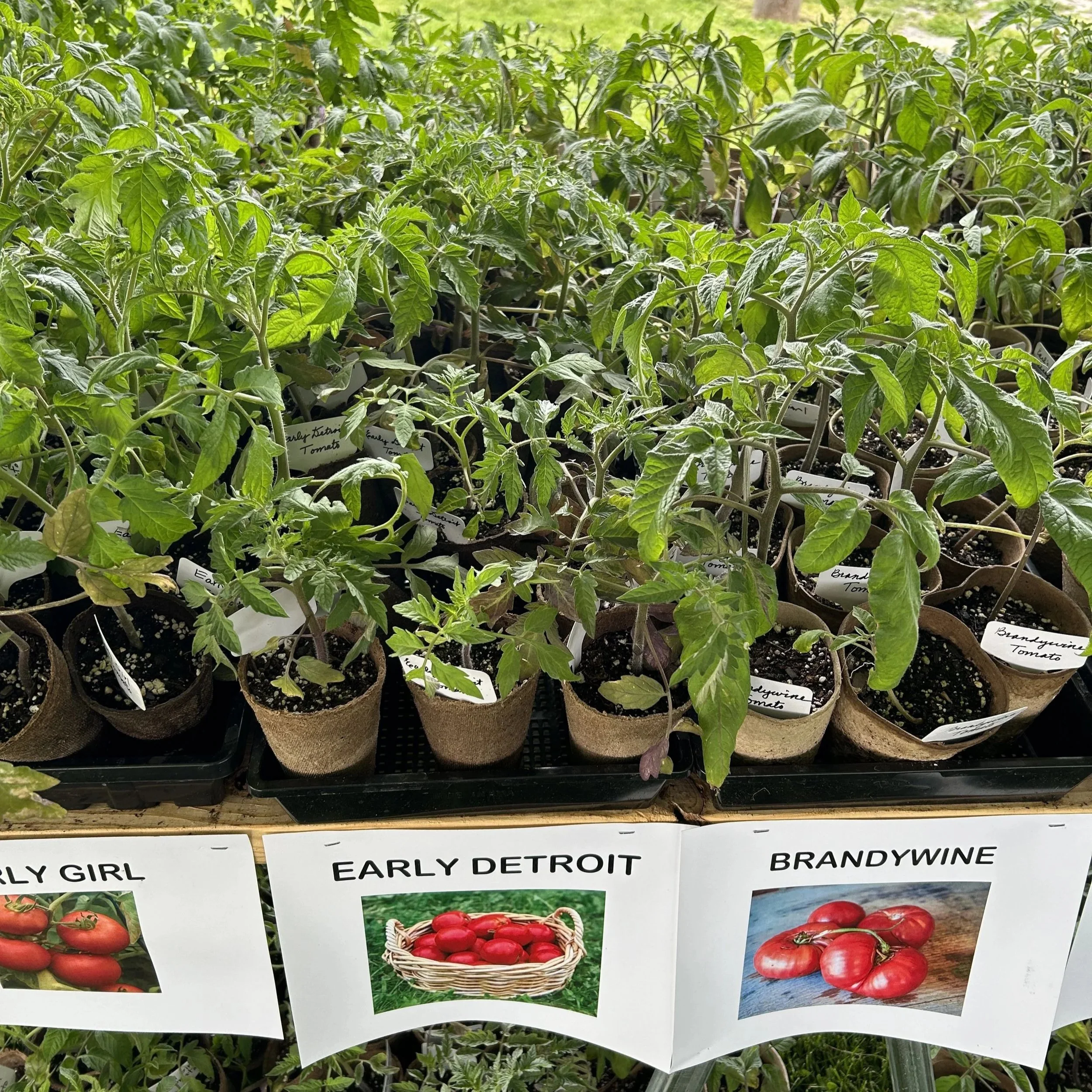 Spring Into Gardening Fundraiser Day 1