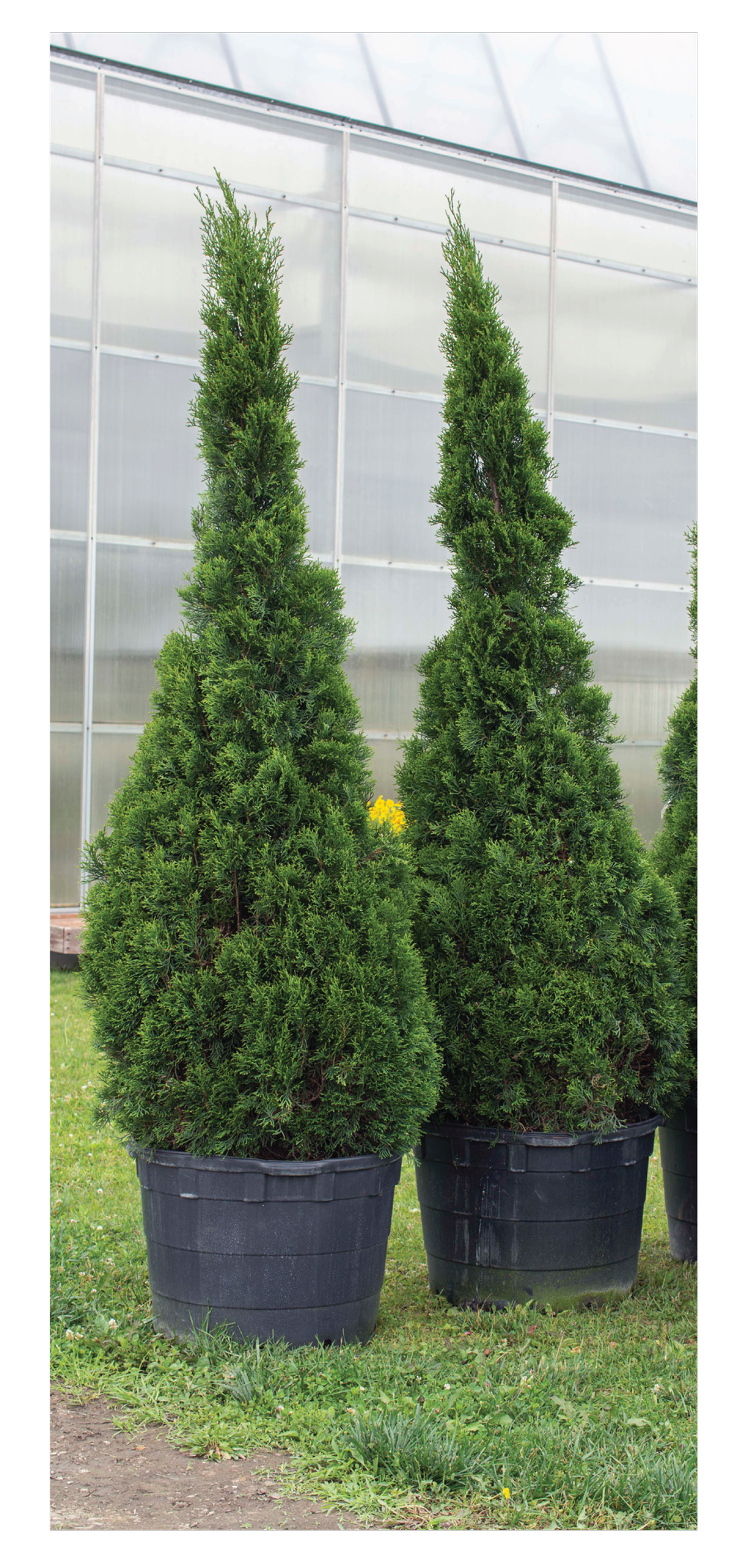 Thuja occidentalis Emerald Squeeze™ — Shreckhise Nurseries