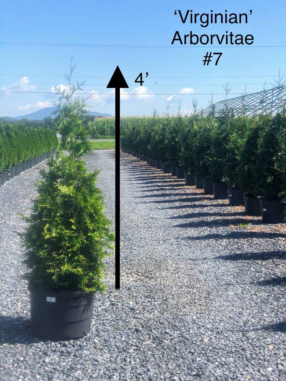 Thuja x Virginian  Shreckhise Nurseries