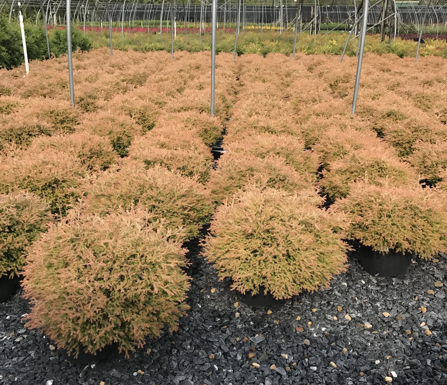 thuja globus Thuja Golden Globe ~ Arborvitae main image 0