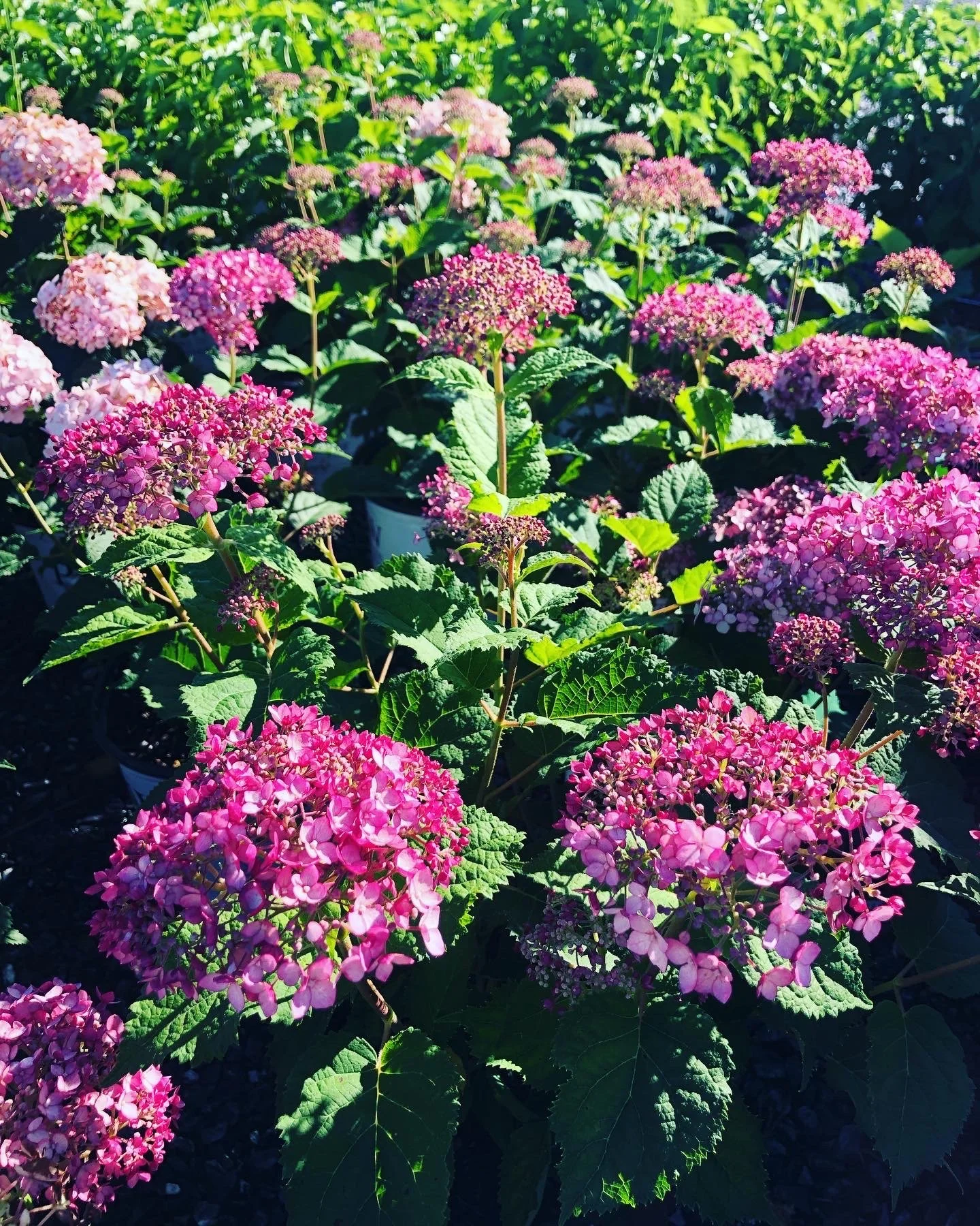 Hydrangea arb Incrediball® Blush PW — Shreckhise Nurseries