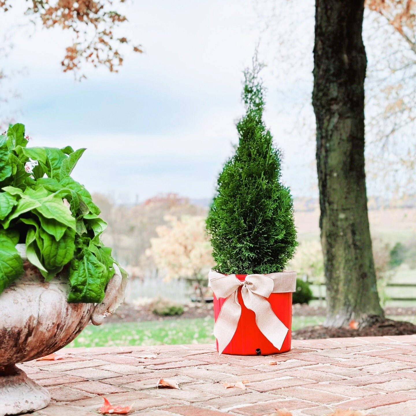 Your customers will love the Emerald Squeeze&trade; arborvitae to spruce up their homes this holiday season!