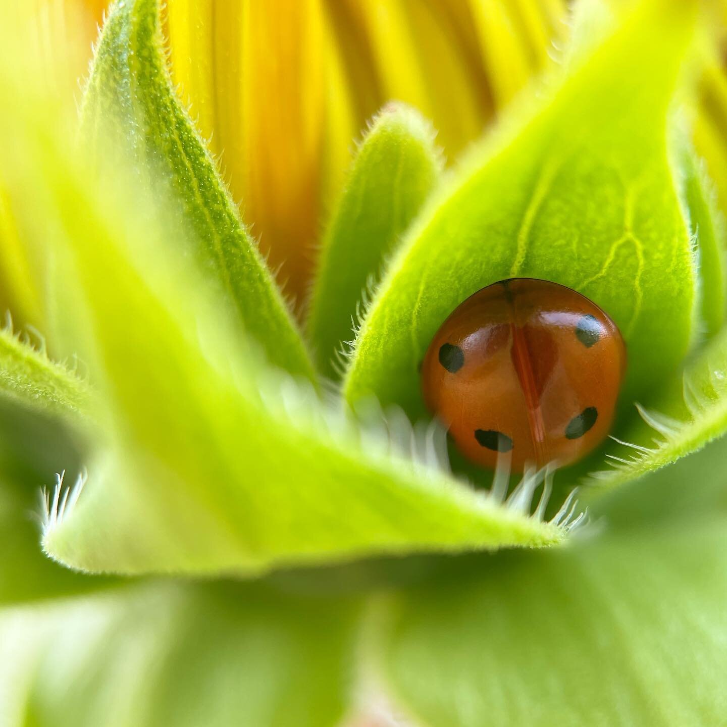 Found ladybug nestled in a sunflower taking a snooze. 🐞