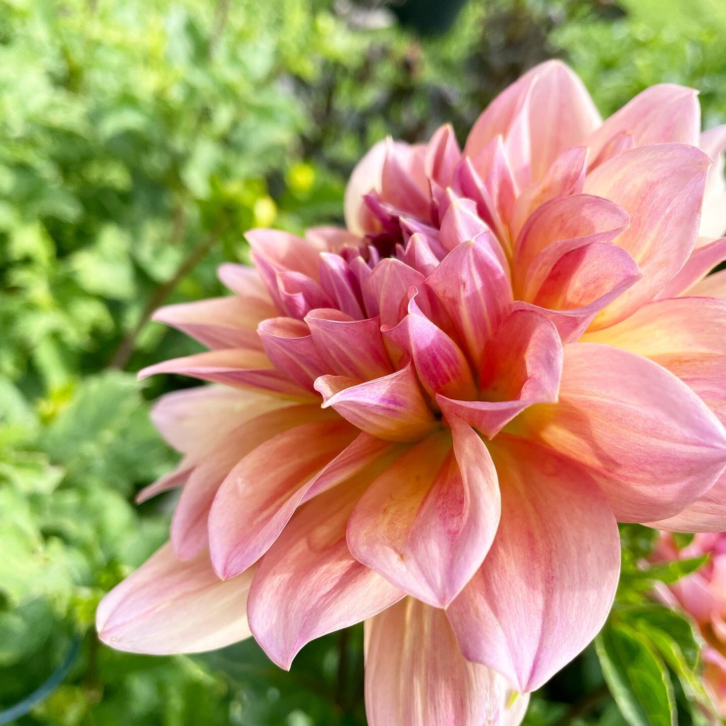 She&rsquo;s so pretty 😭 excited to be getting married during dahlia season!
