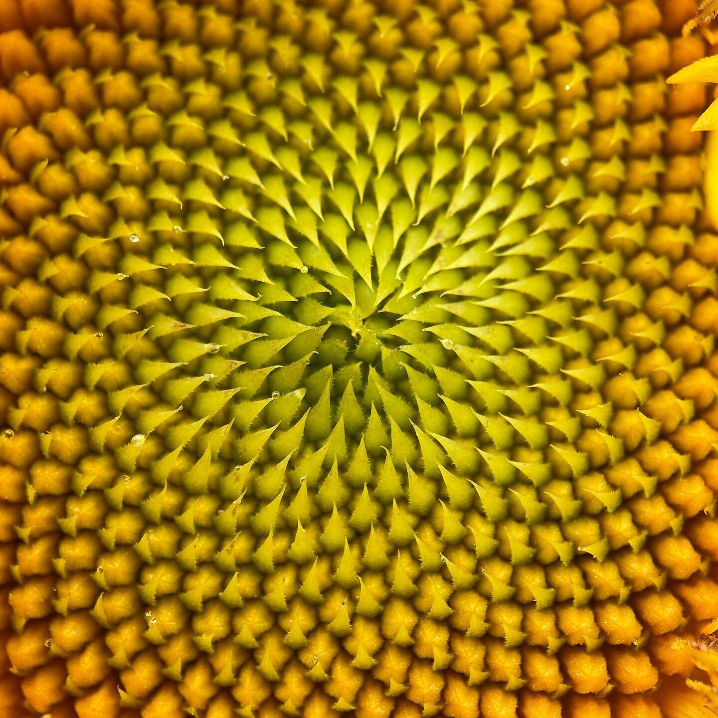 This is a macro lens shot of the center of a sunflower! Speaking of sunnies- we will be at market with fresh sunflower bundles + bouquets specifically for drying! Come see us at the @franklincountyfarmersmarket tomorrow 8/27 from 8:30 to 12!