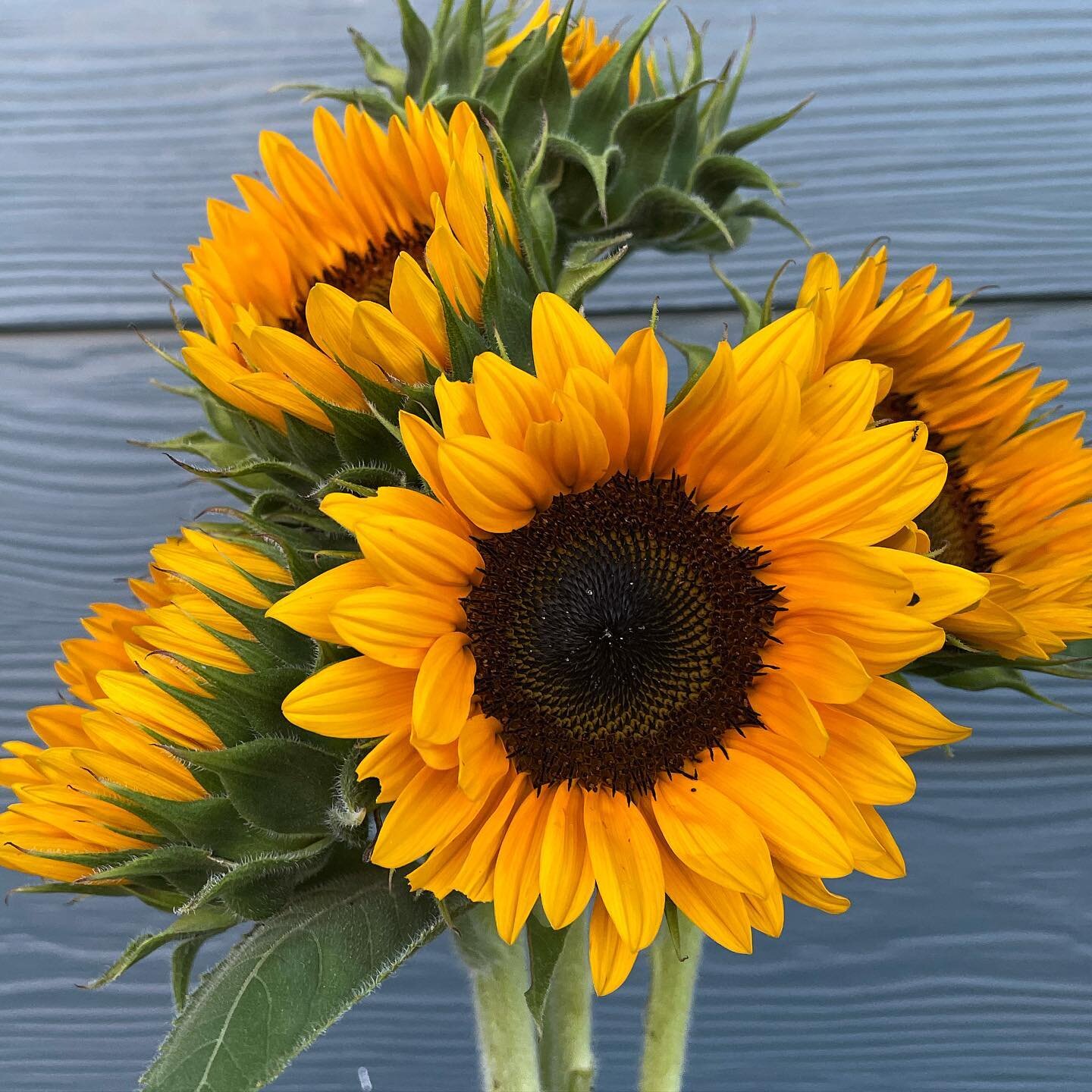 Dropped off some sunflower bunches at @localsfoodhub today! If you&rsquo;re in town, grab a bite of their delicious pizza and take home some sunnies to your hunnies!