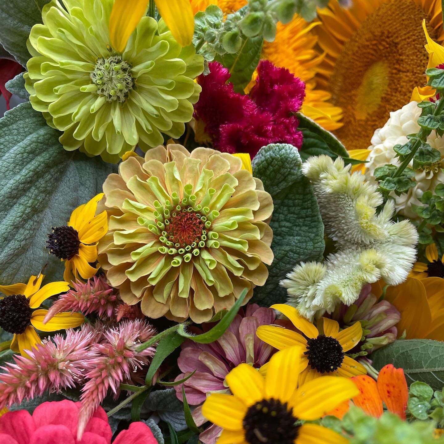 We have some fun stuff bloomin&rsquo; in the garden this week! Find us at the @franklincountyfarmersmarket Saturday. If you don&rsquo;t like getting up early (like me) and still want to get your hands on some super fresh local flowers, just holler! I