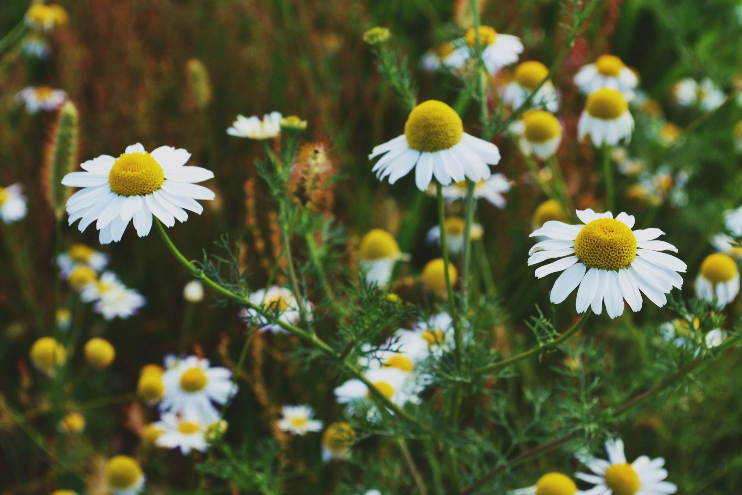 White chamomile flowers with yellow centers blooming in green foliage.