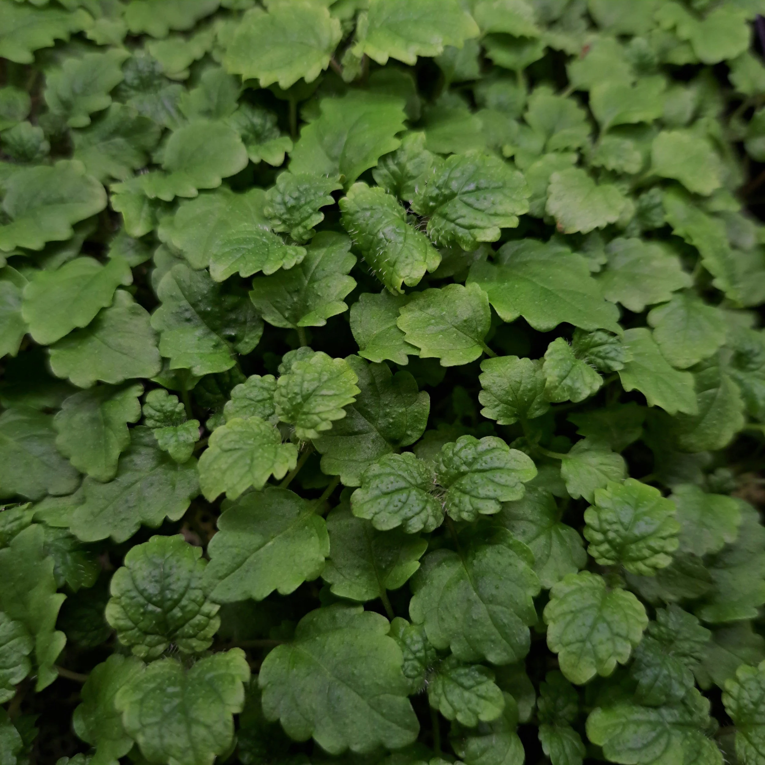 Close-up of green Lemon balm leaves with textured, scalloped edges, densely covering the ground.