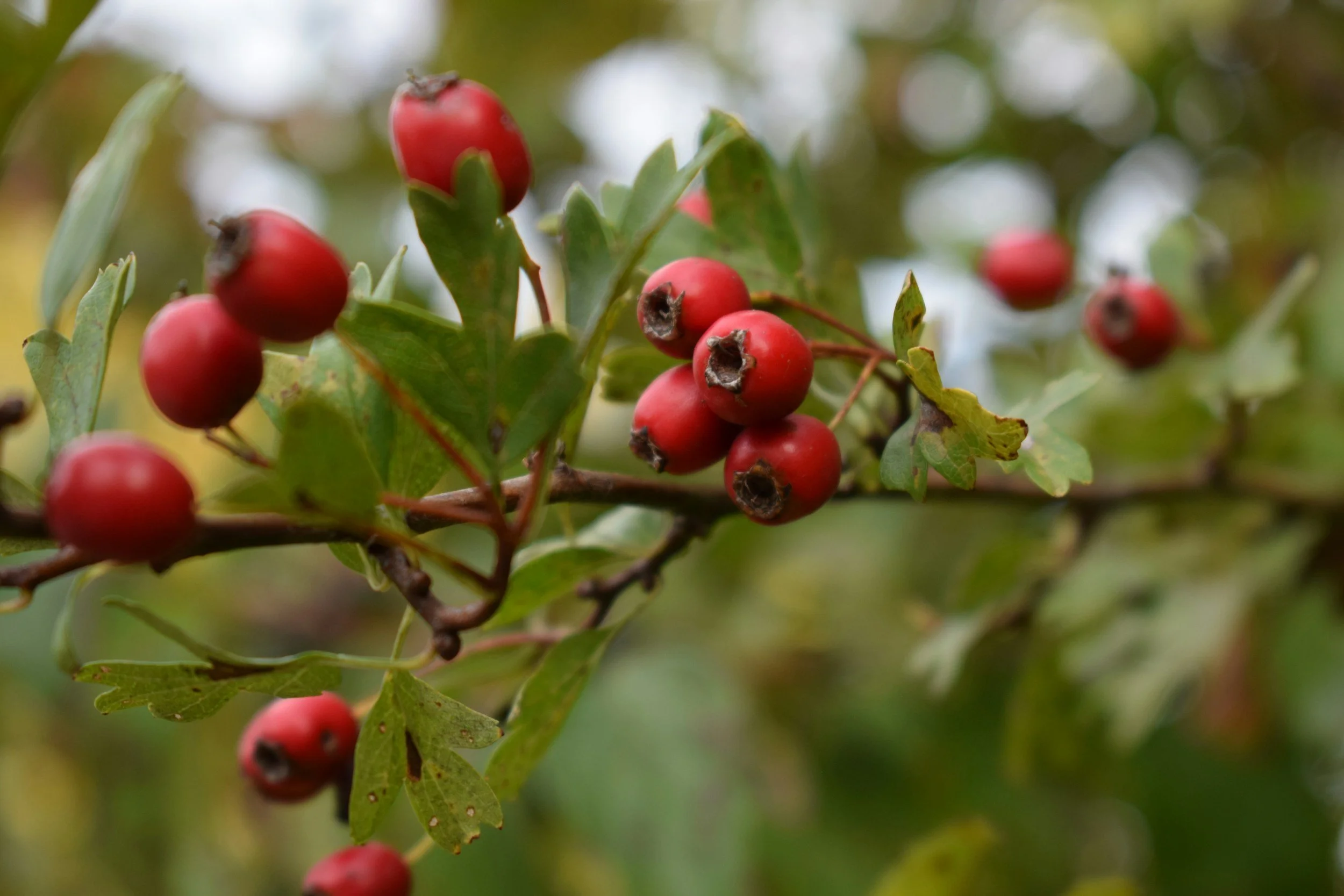 Close-up of a Hawthorn branch with red berries and green leaves.