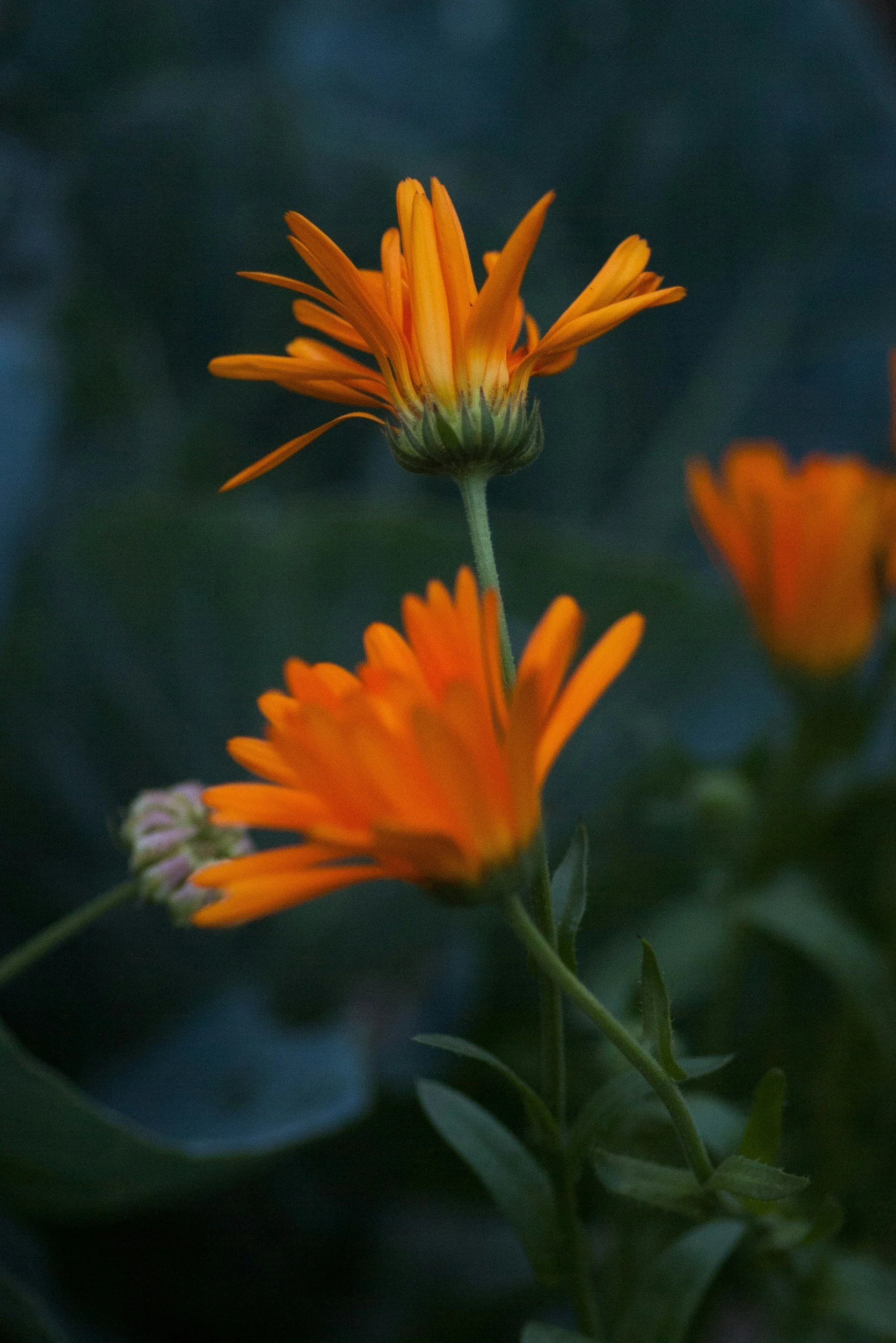 Close-up of Calendula flowers with green stems and dark background.