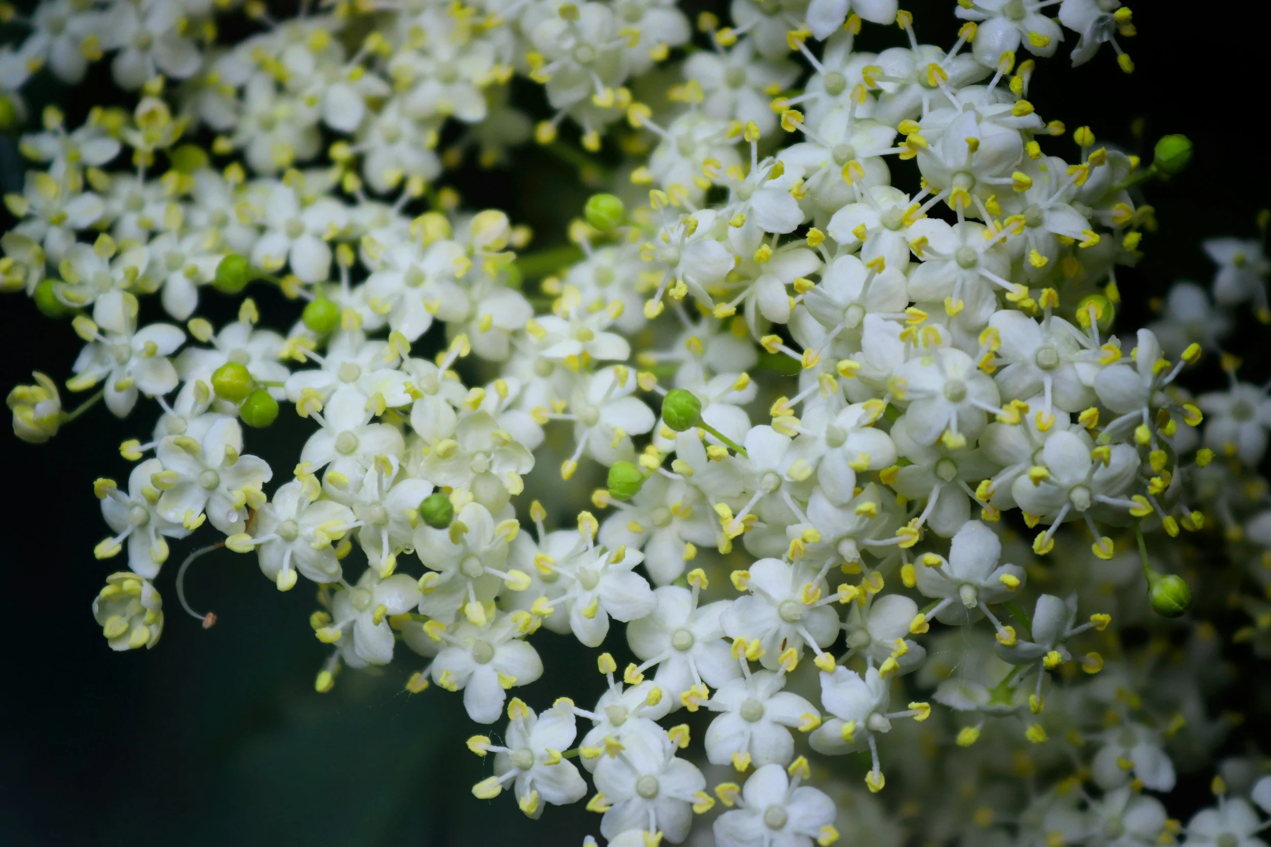 Close-up of small white Elder Tree flowers with yellow stamens and green buds on dark background.