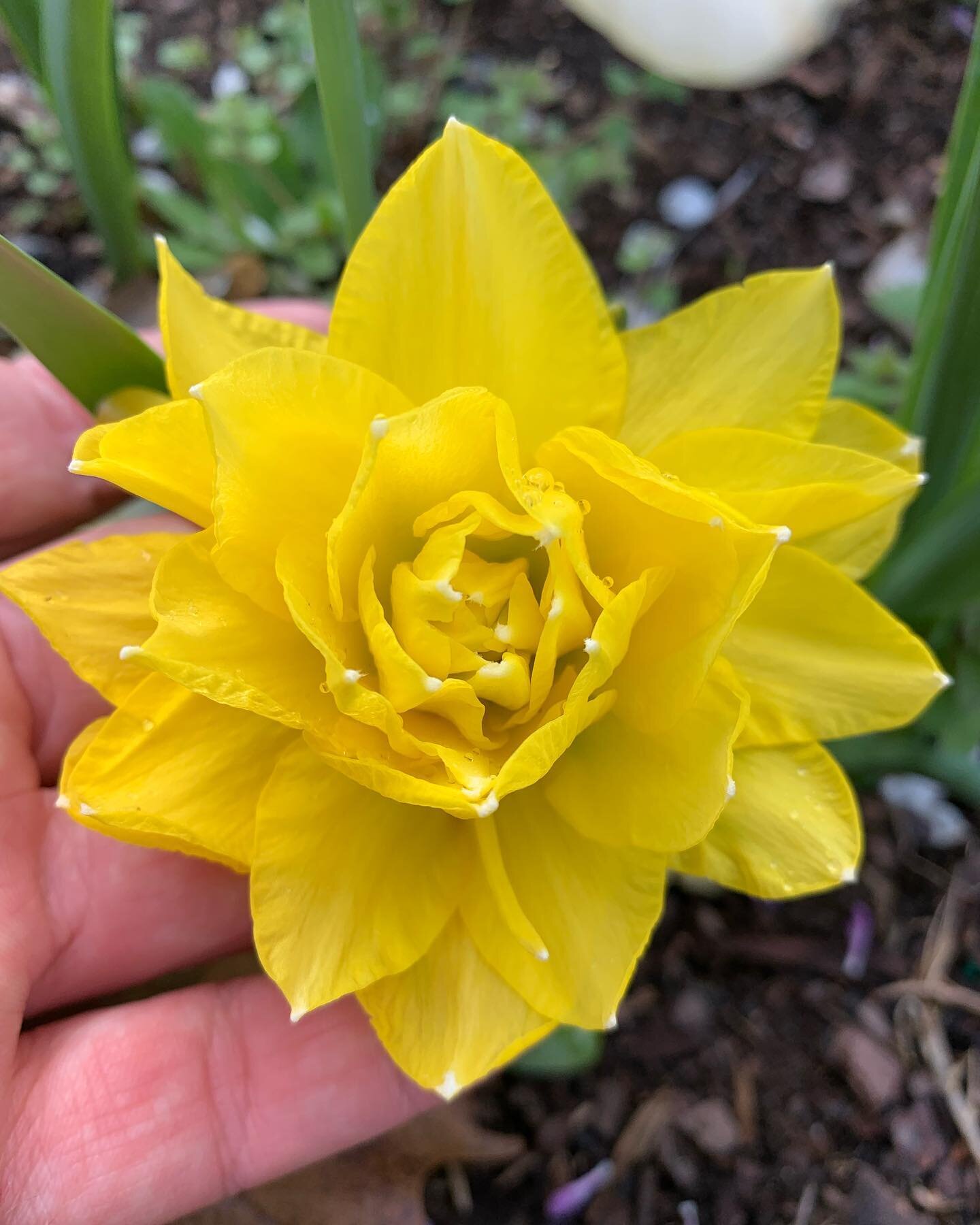 Blessed by the daffodil gods this morning 💐