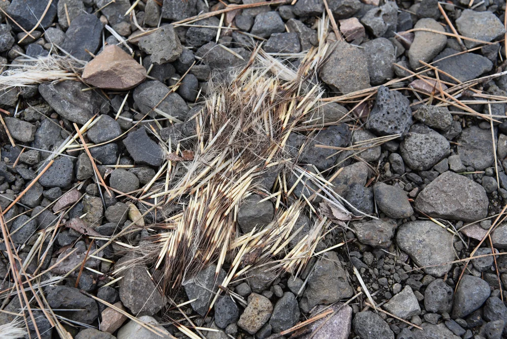 Porcupine Quills