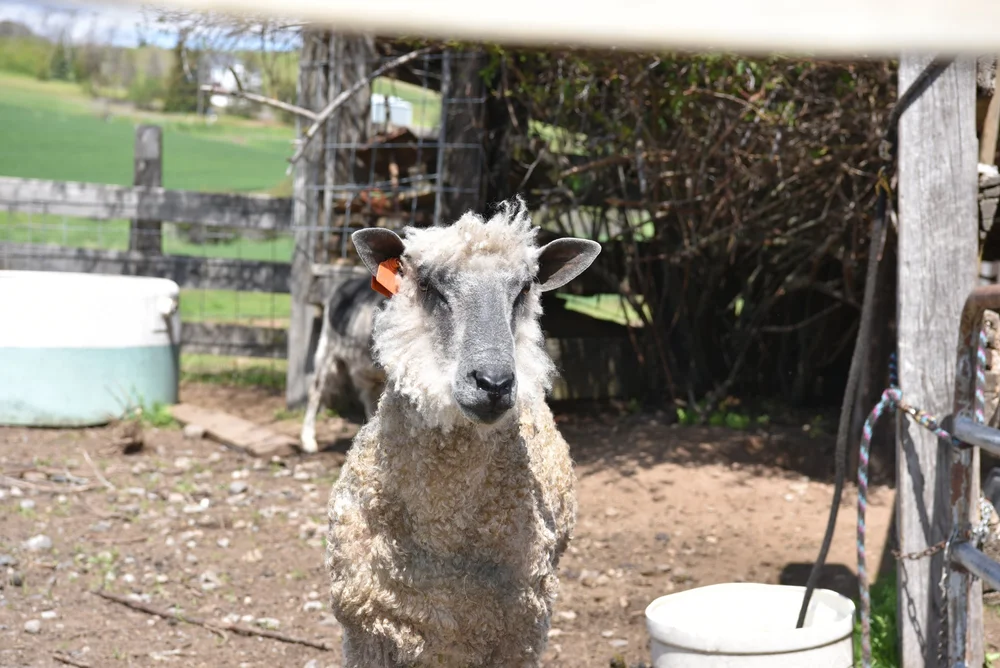 Sheep