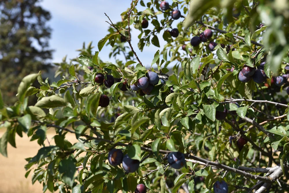 Trailside Plums