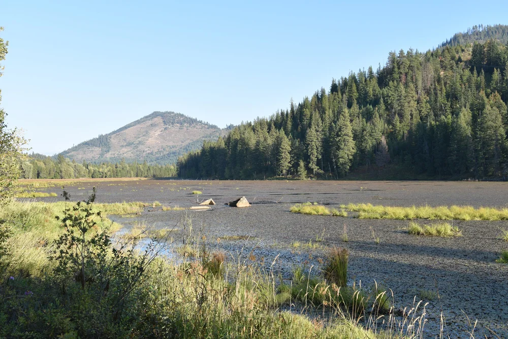 Trailside Swamp