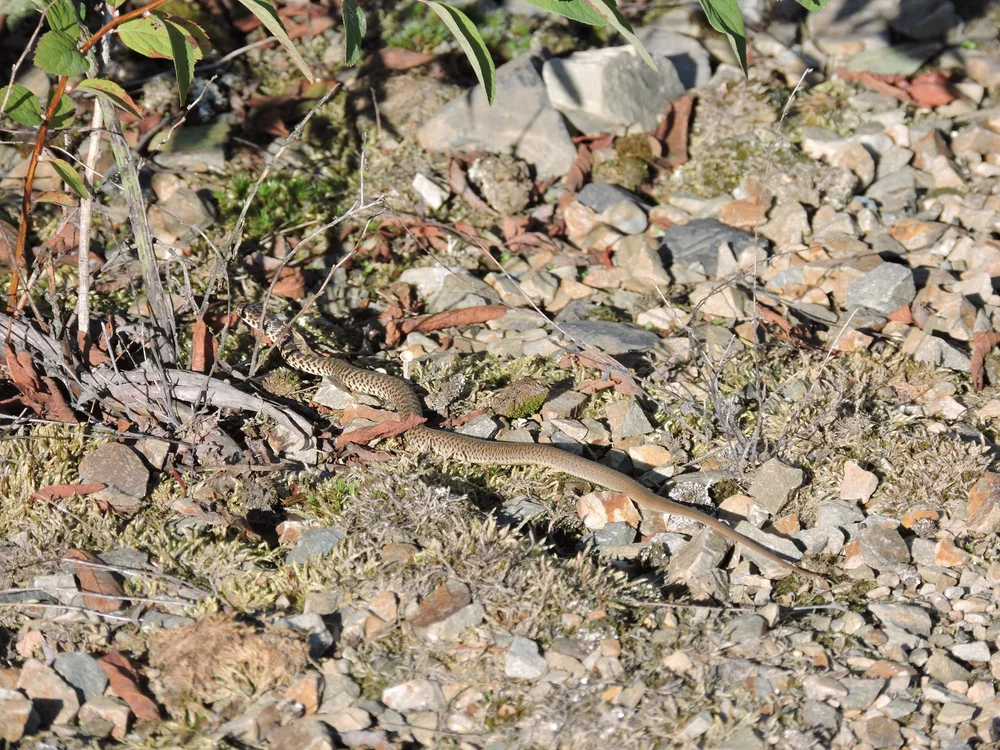 Gopher Snake