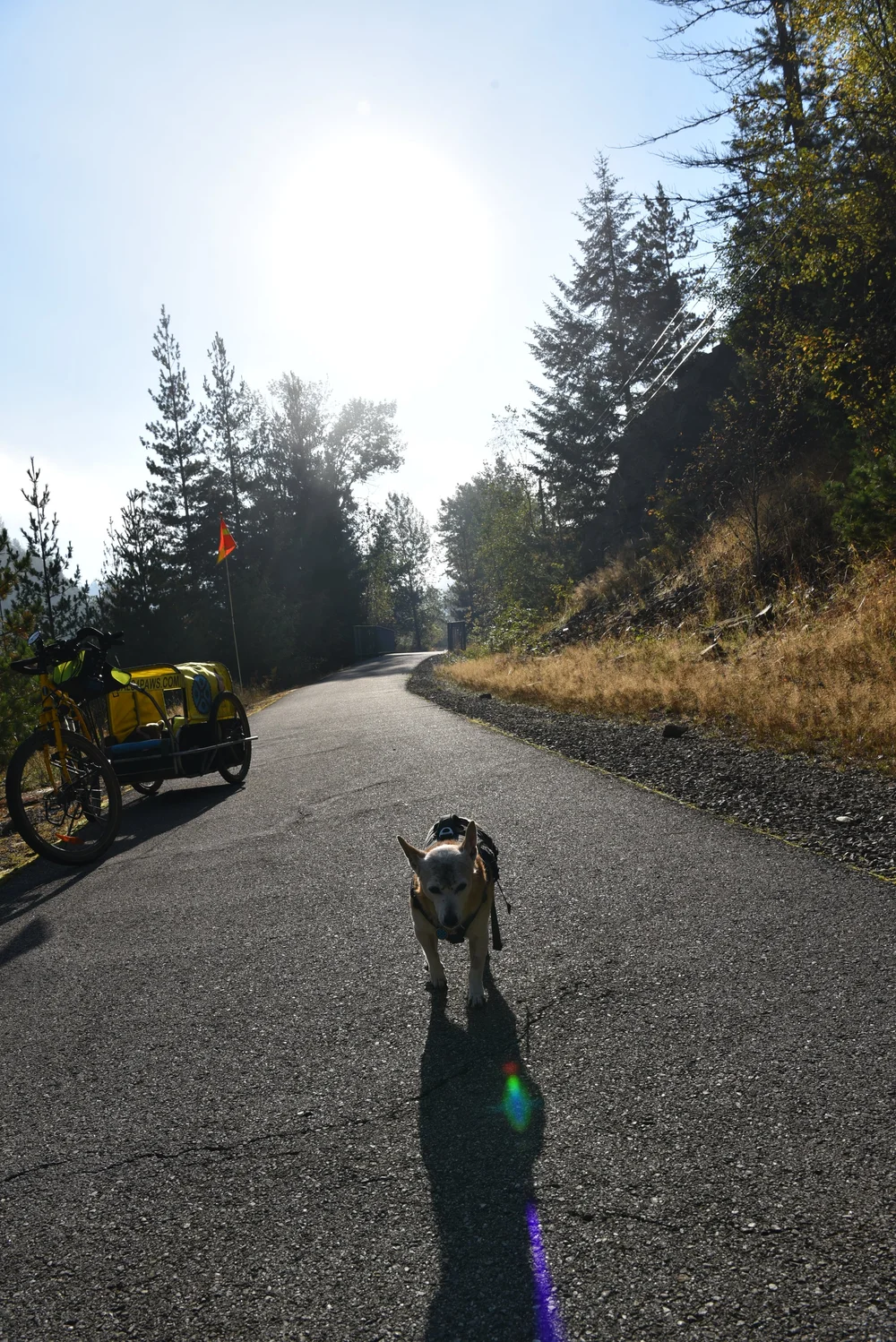 Dogzilla