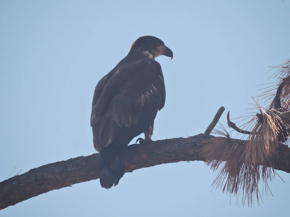 Golden Eagle