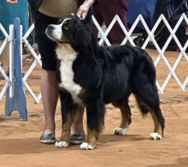 Cetina at Dog Show