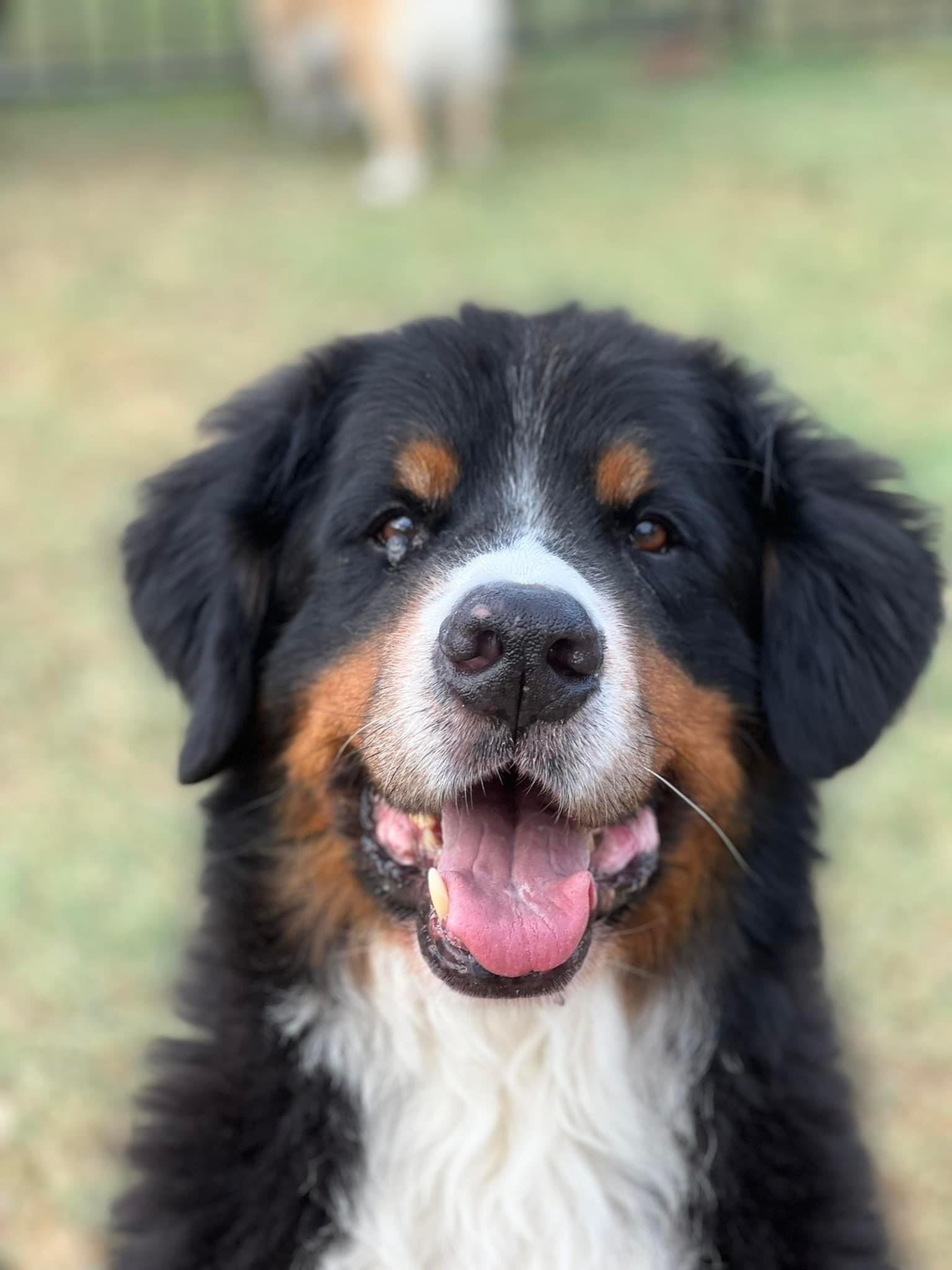 In Loving Memory of Briggs (Crystal Creek's Doce Brigadeiro) owned by Dawn & Erin Letry

December 23, 2010 - February 2, 2023

A happy boy who was loved deeply by his family and best friend, Erin. Briggy you are missed everyday!