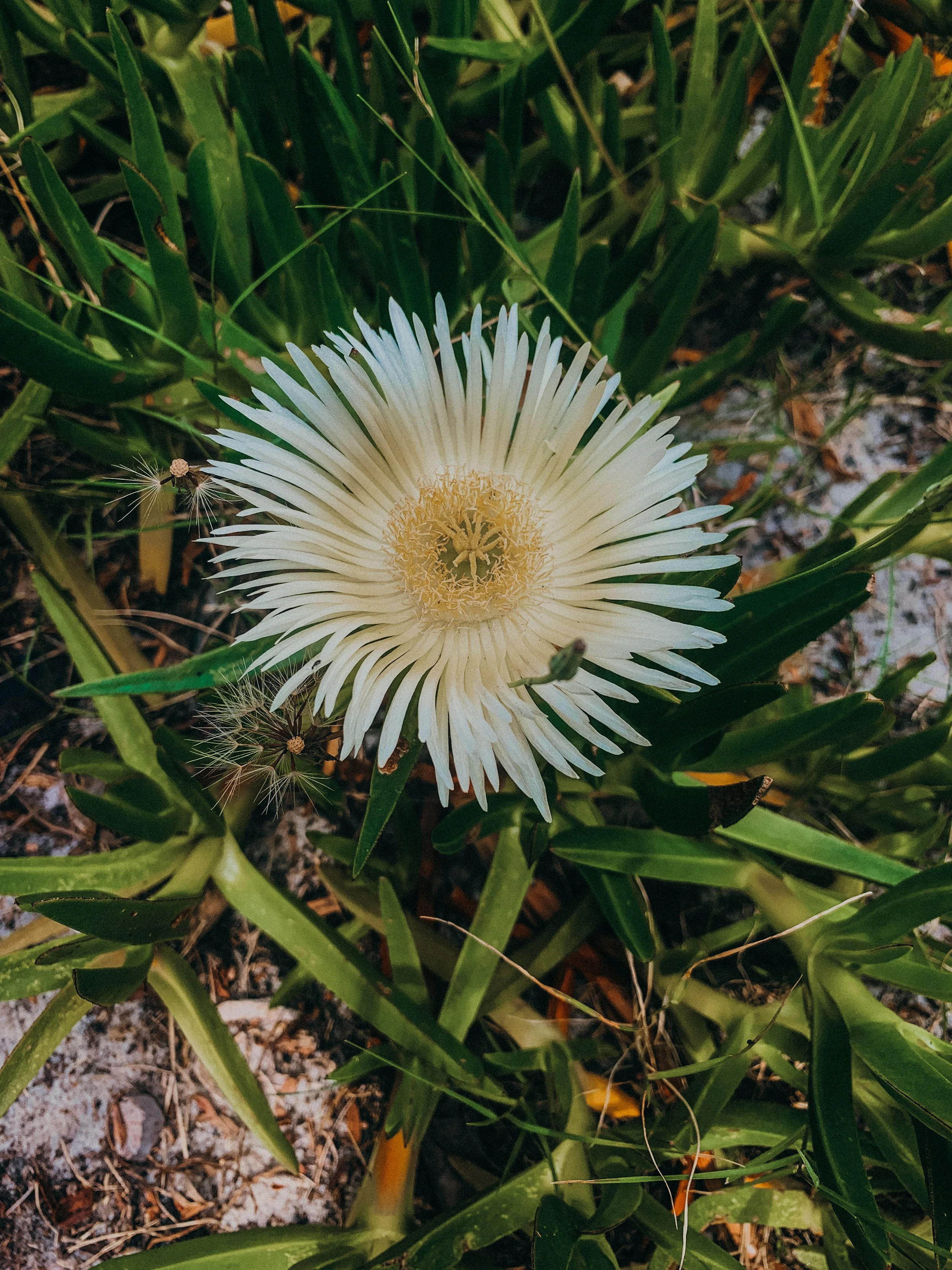 yogakasha-impressionen-edited-by-anne caspar-584.jpg