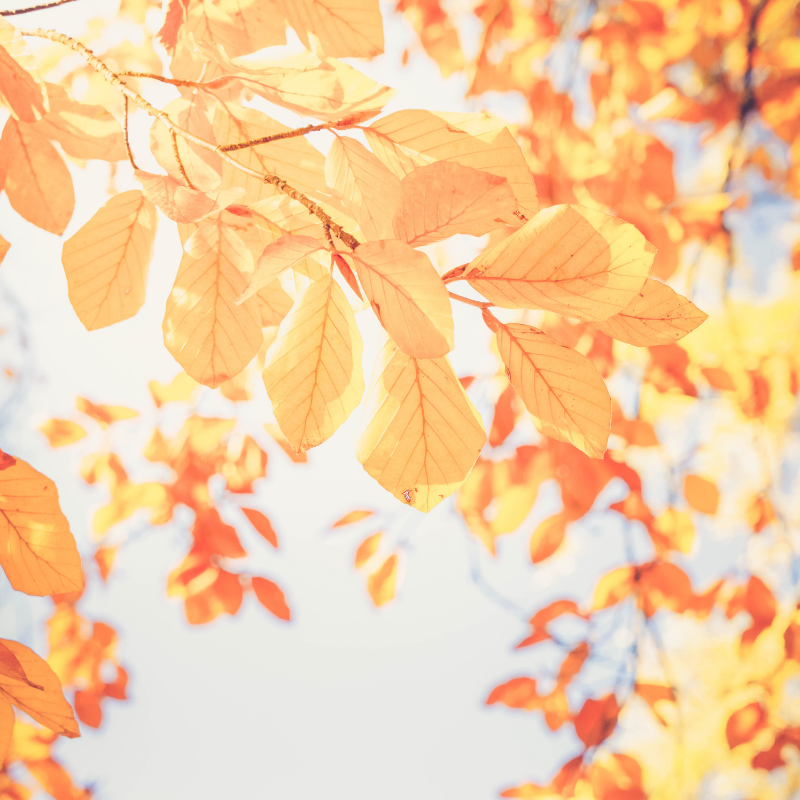 Why decluttering is easier in the fall