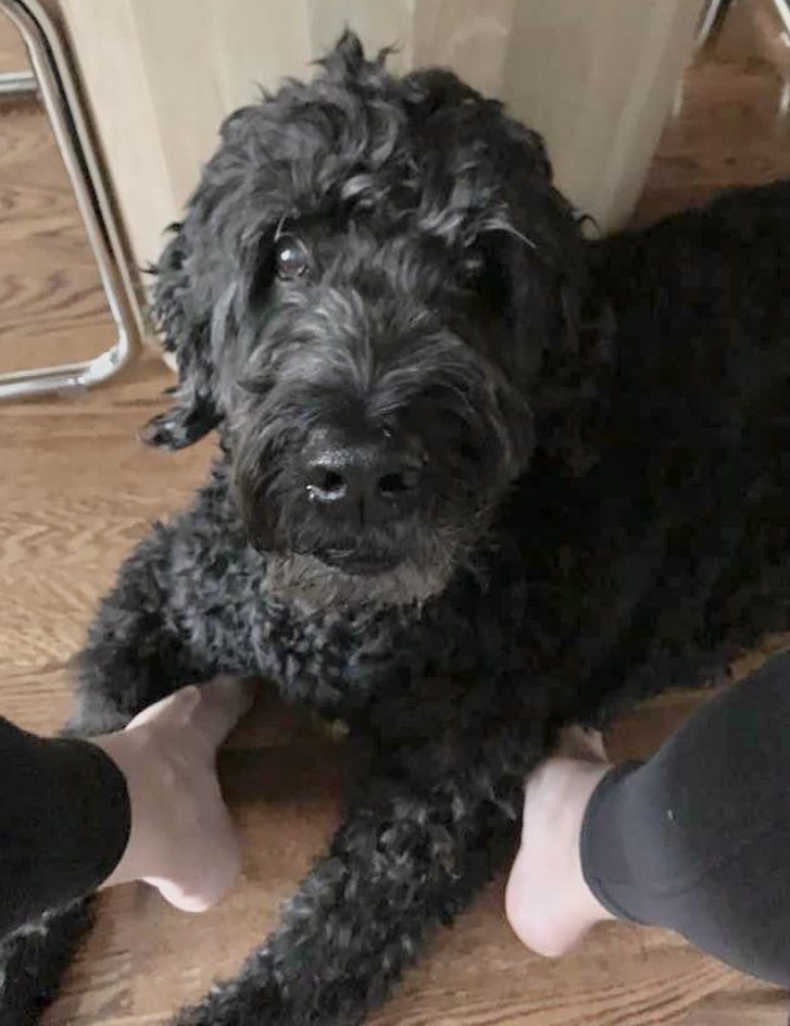 Life According to Henry - A Tribute to My Fur Nephew