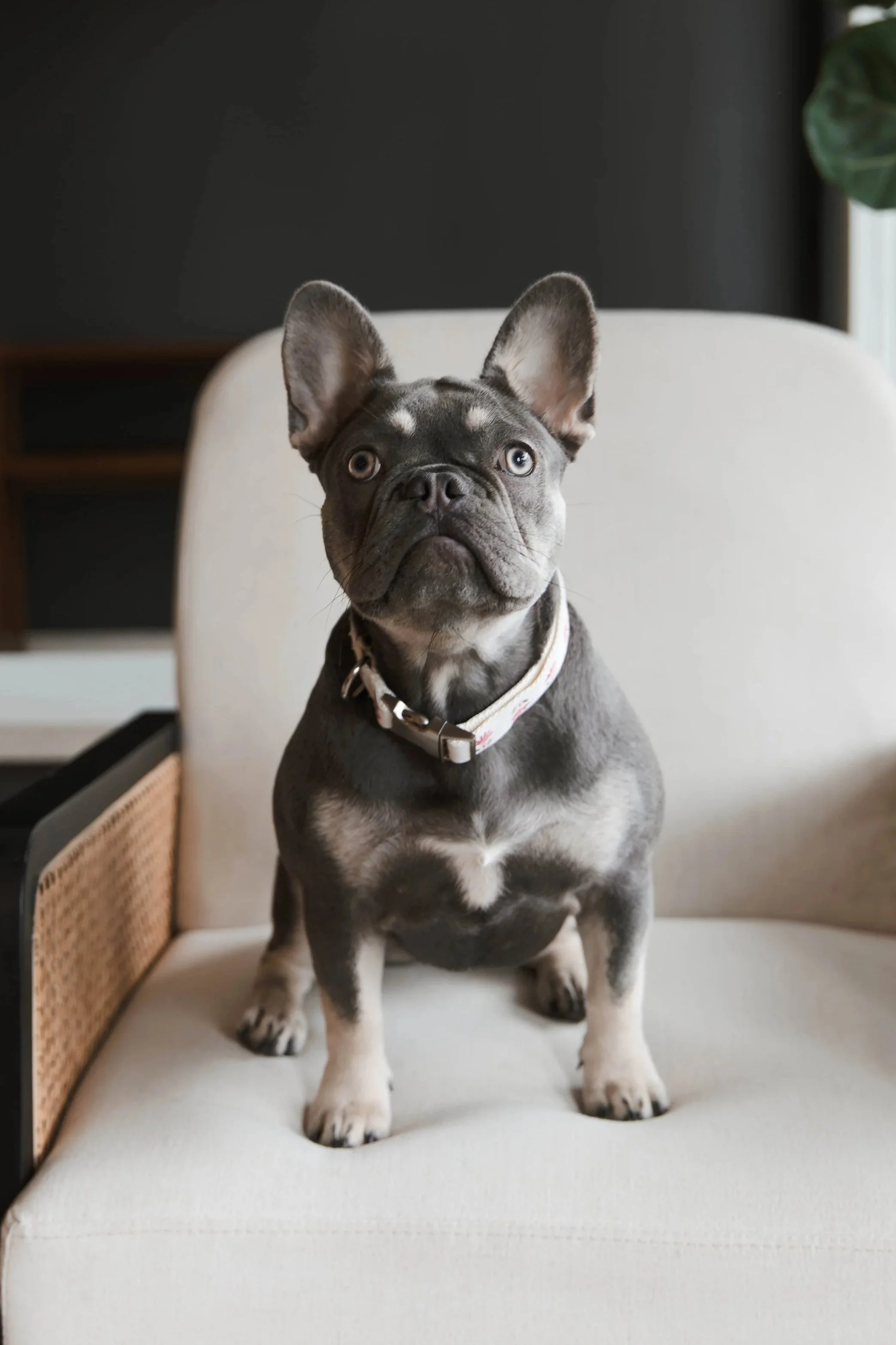 A French Bulldog puppy with a gray coat and white markings sitting on a white chair in a room with dark wall and a plant in the background.
