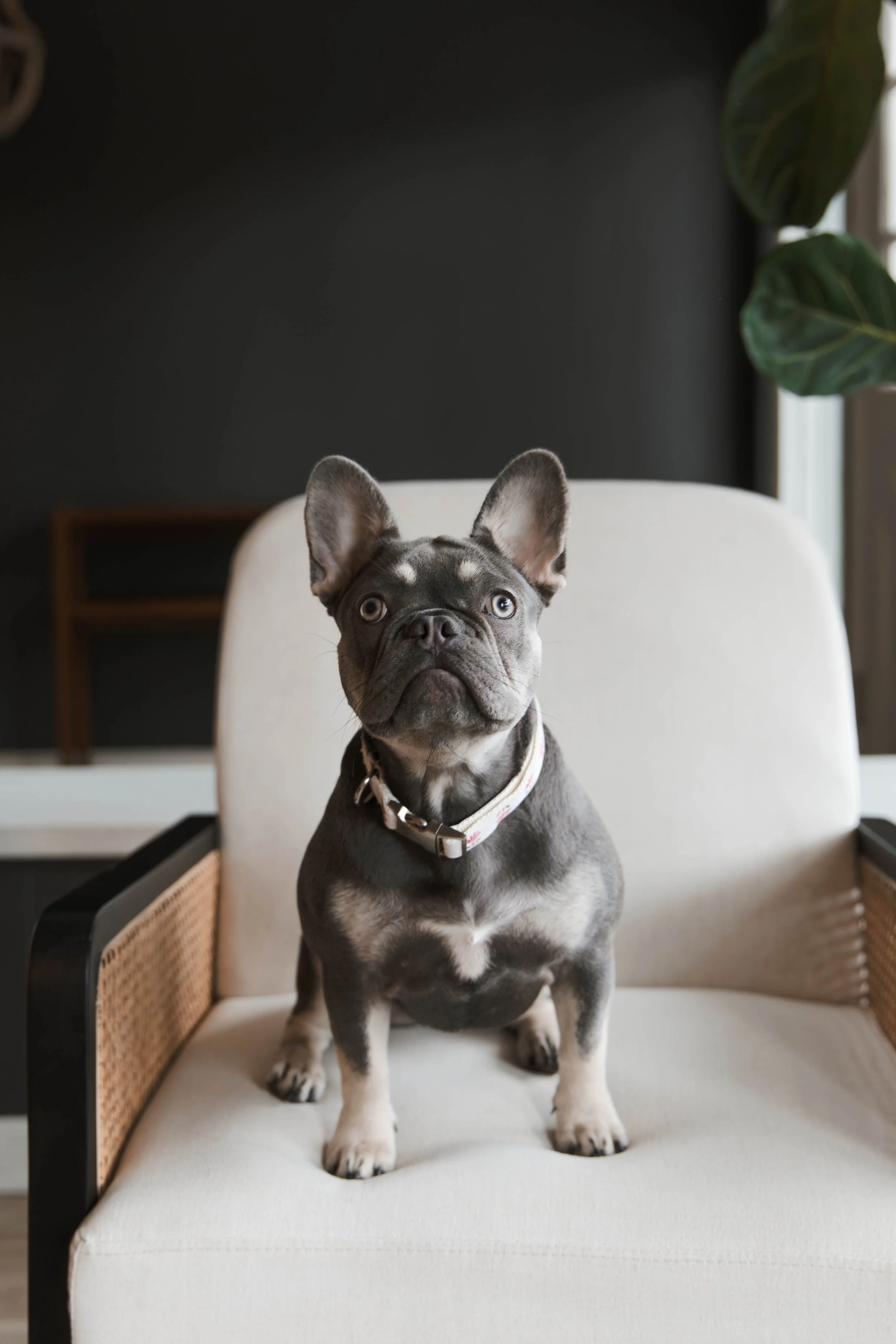 A cute French Bulldog puppy sitting on a white chair indoors, with a black wall and green houseplant in the background.