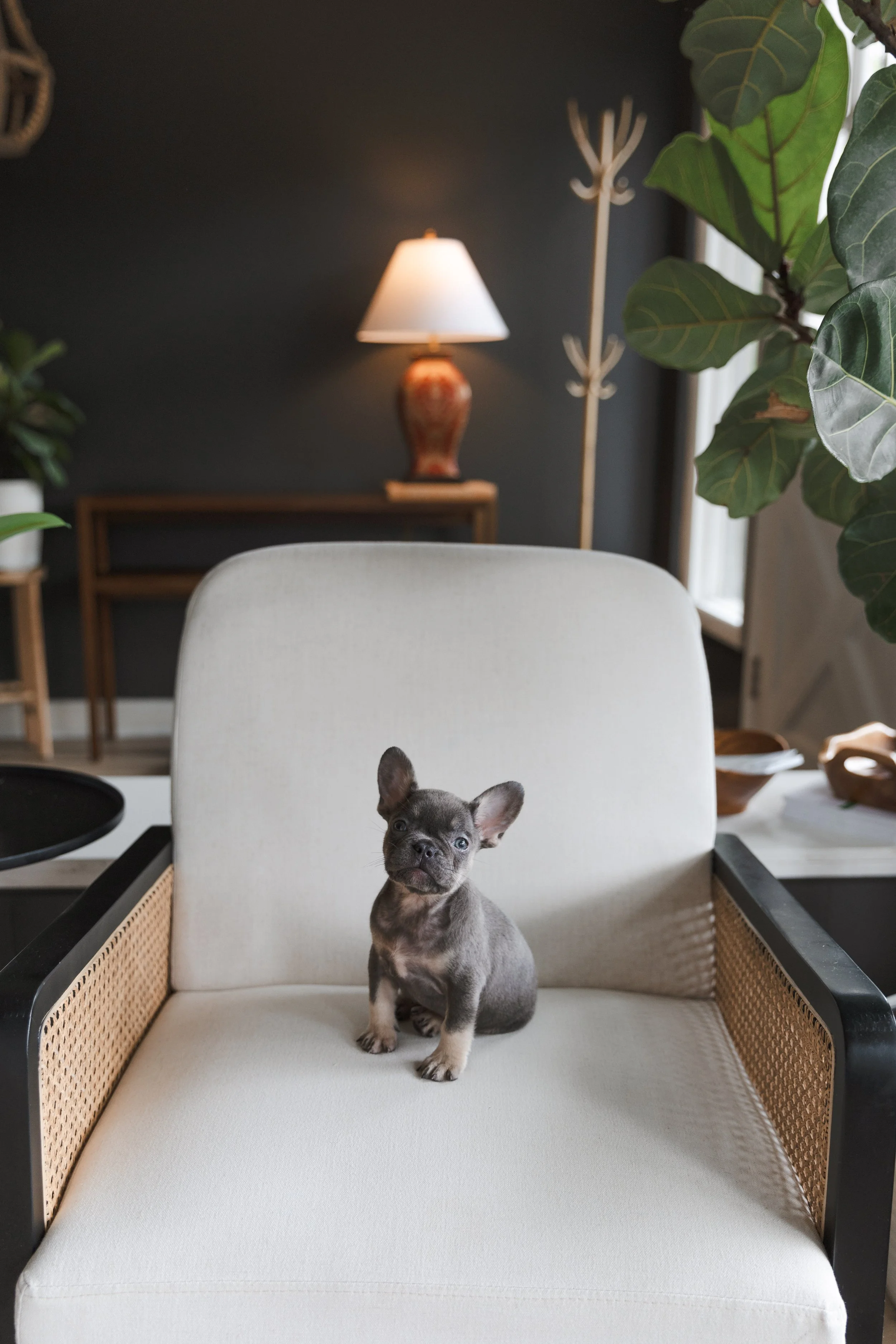 A small gray puppy sitting on a white chair in a living room with dark walls, a table lamp, large green leafy plant, and modern decor.