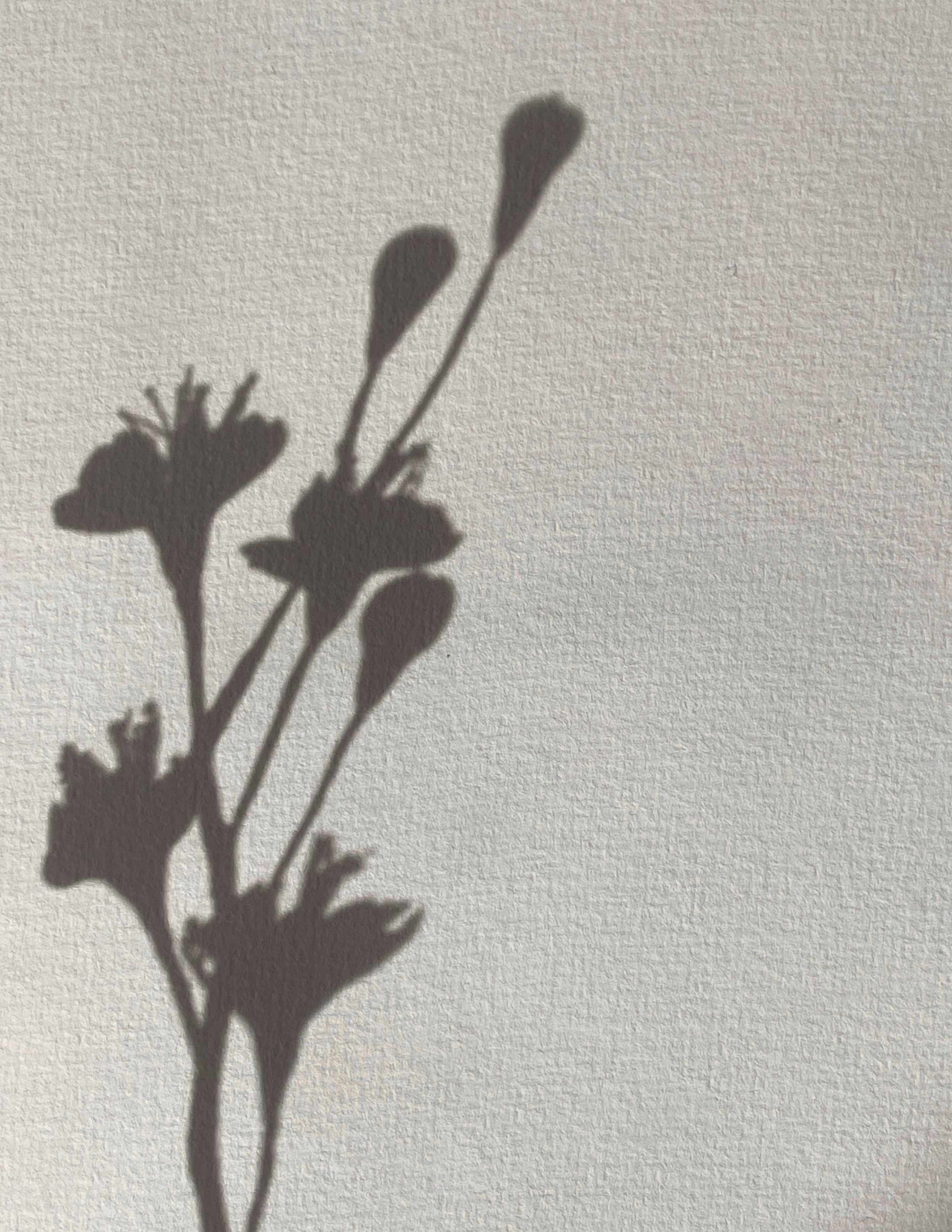 Shadow of a small bouquet of flowers on a light textured wall.