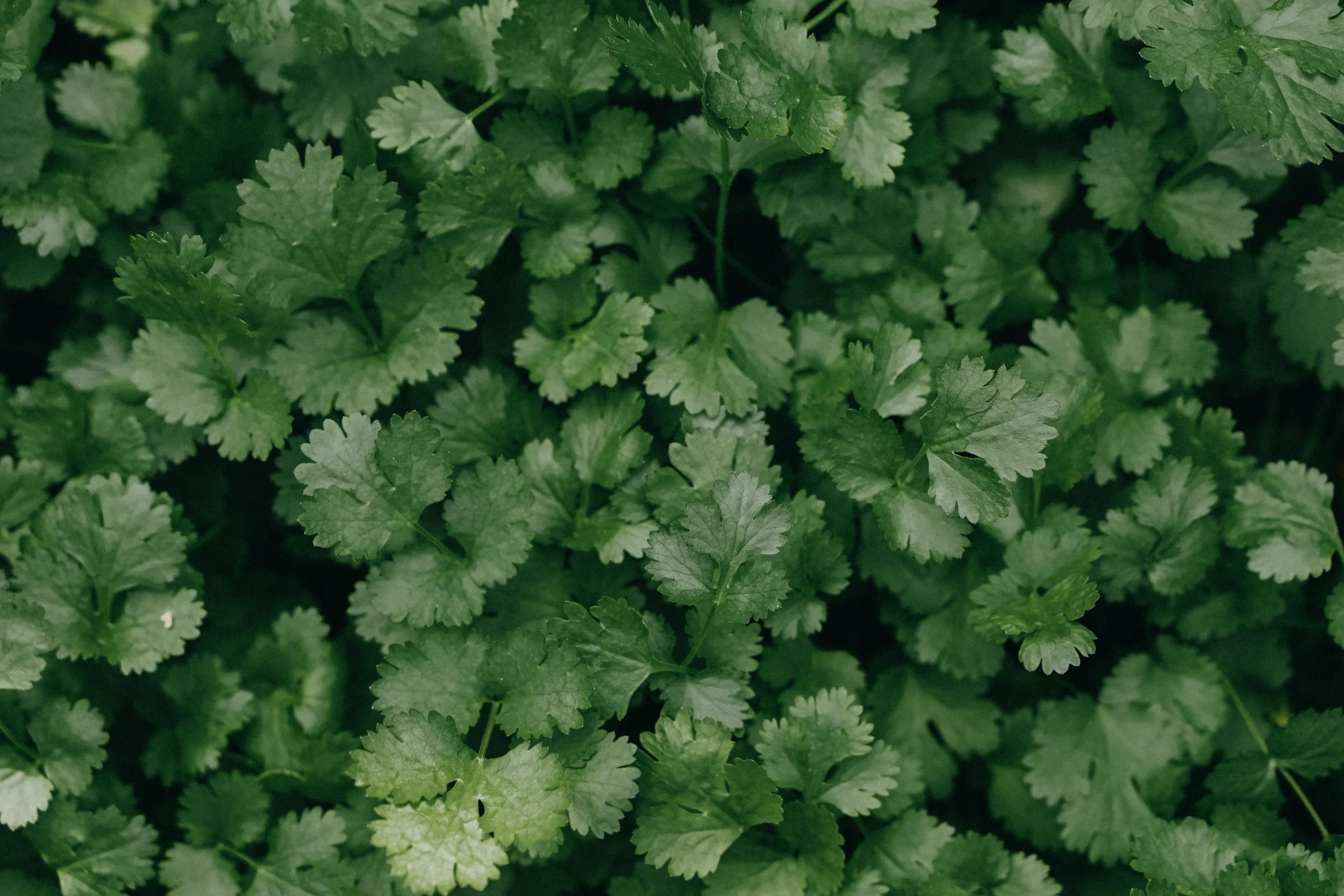 unsplash-image-N5lDi5n5GX8.jpg