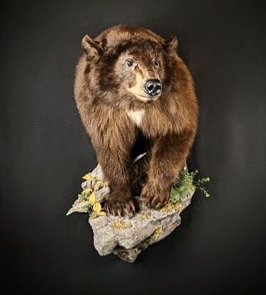 Half Lifesize bear ready to go home. #taxidermytuesday #taxidermy #bear #blackbear #predator #biggame #biggametaxidermy #idahotaxidermy #Idaho