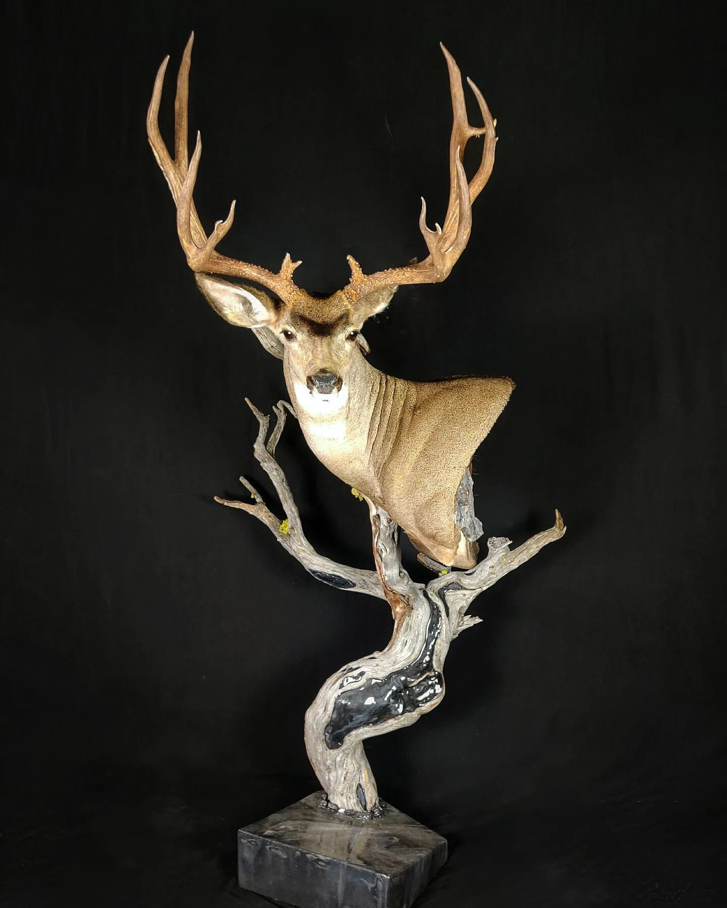 Awesome Idaho muley finished up on a custom built pedestal by the client. It truly is a privilege to be able to do what we do for a living. #muleymonday #muley #archeryhunting #buck #muledeerfoundation #Idaho #taxidermy #idahotaxidermy #biggame #bigg