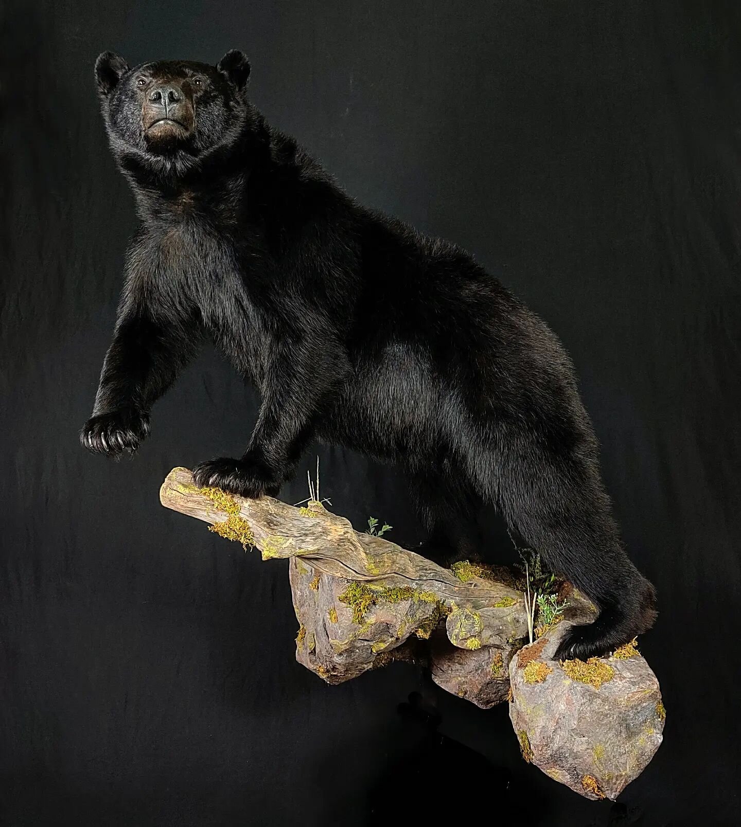 Brute of an Idaho bear we just finished up. Pictures dont do this bear  justice. #taxidermytuesday #taxidermy #lifesize #lifesizetaxidermy #bear #bearhunting #blackbear #idahotaxidermy #predator #predatorhunting #biggame #biggamehunting #biggametaxid